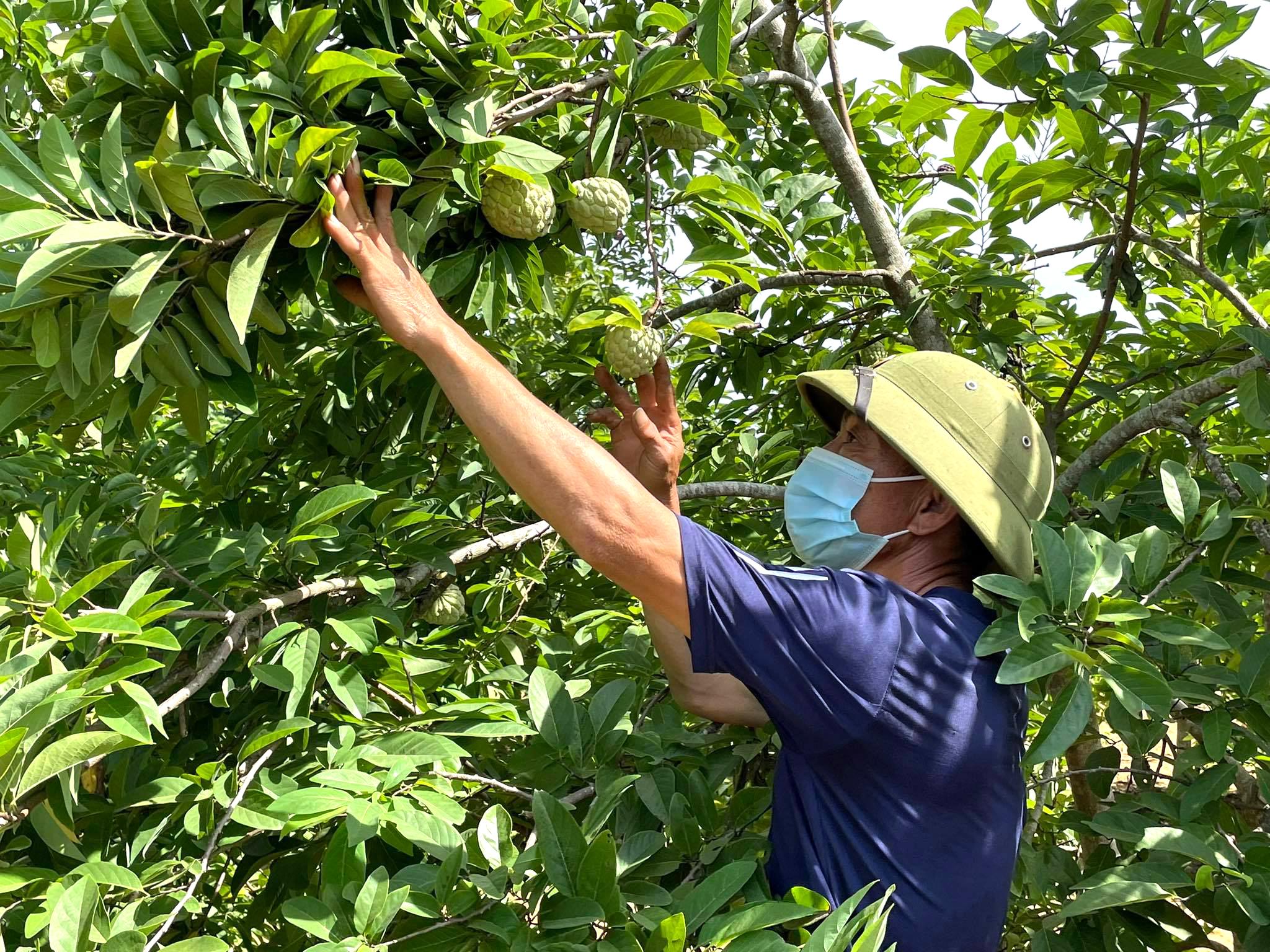 Chú trọng xây dựng chuỗi liên kết trong nông nghiệp ở Nghĩa Đàn