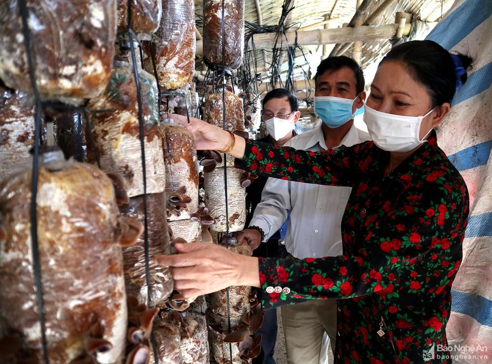 Nông dân Anh Sơn trồng nấm sạch