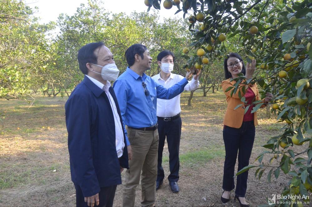 Hội Nông dân Việt Nam khảo sát các mô hình sản xuất nông nghiệp ứng dụng công nghệ cao