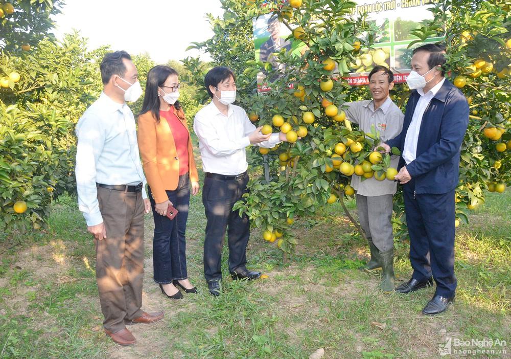 Hội Nông dân Việt Nam khảo sát các mô hình sản xuất nông nghiệp ứng dụng công nghệ cao