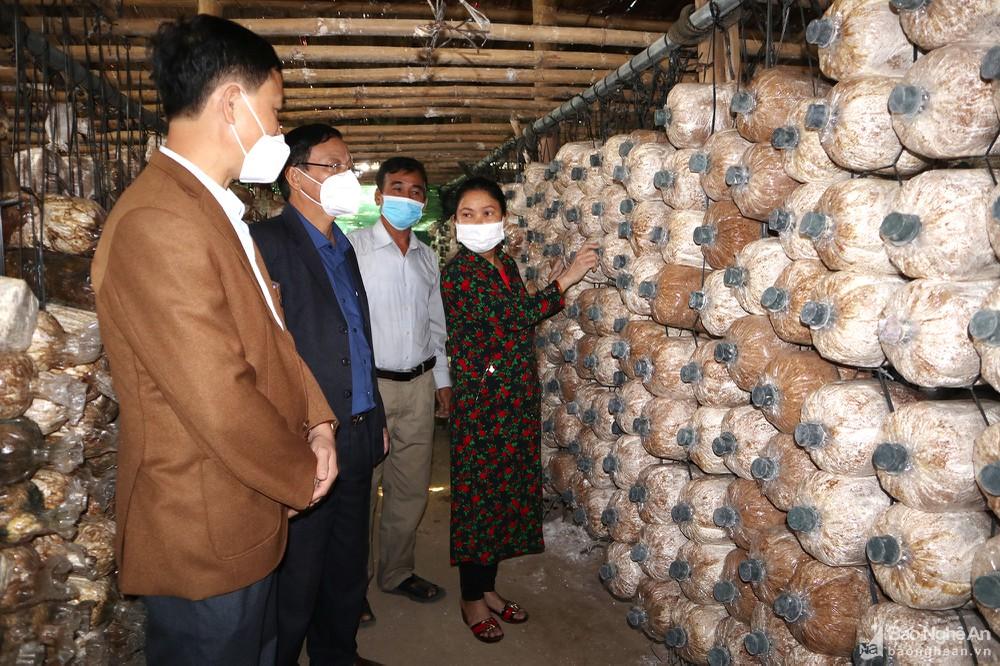 Nông dân Anh Sơn trồng nấm sạch