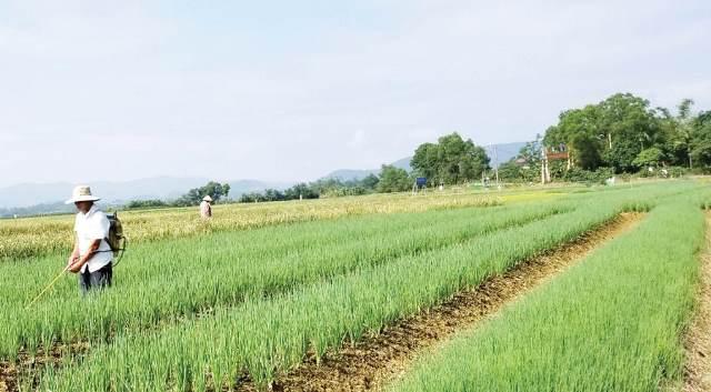 Phát triển nông nghiệp hữu cơ