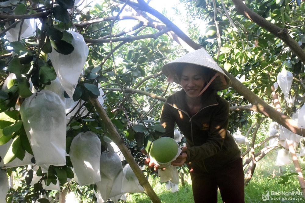 Triển vọng từ sản phẩm OCOP mới ở huyện Tân Kỳ