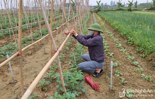 Rau vụ đông được mùa, bà con thấp thỏm lo mất giá