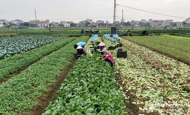 Rau vụ đông được mùa, bà con thấp thỏm lo mất giá
