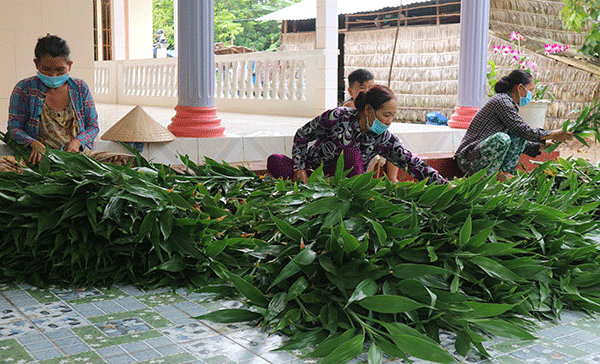 Trồng trường sanh tạo việc làm, thu nhập ổn định 