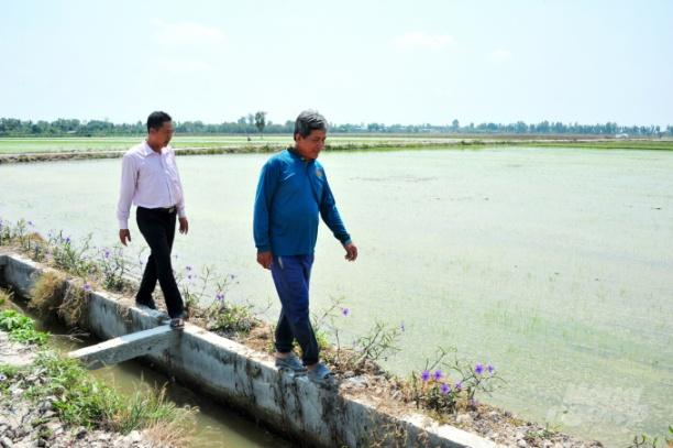 Mô hình 'canh tác lúa lý tưởng' đầu tiên ở ĐBSCL tại xã Mỹ Đông, huyện Tháp Mười (Đồng Tháp). Ảnh: Lê Hoàng Vũ.