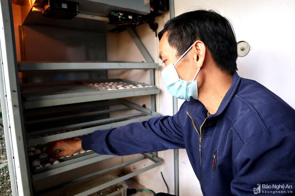 Hướng mở từ nuôi bồ câu Pháp của nông dân Anh Sơn