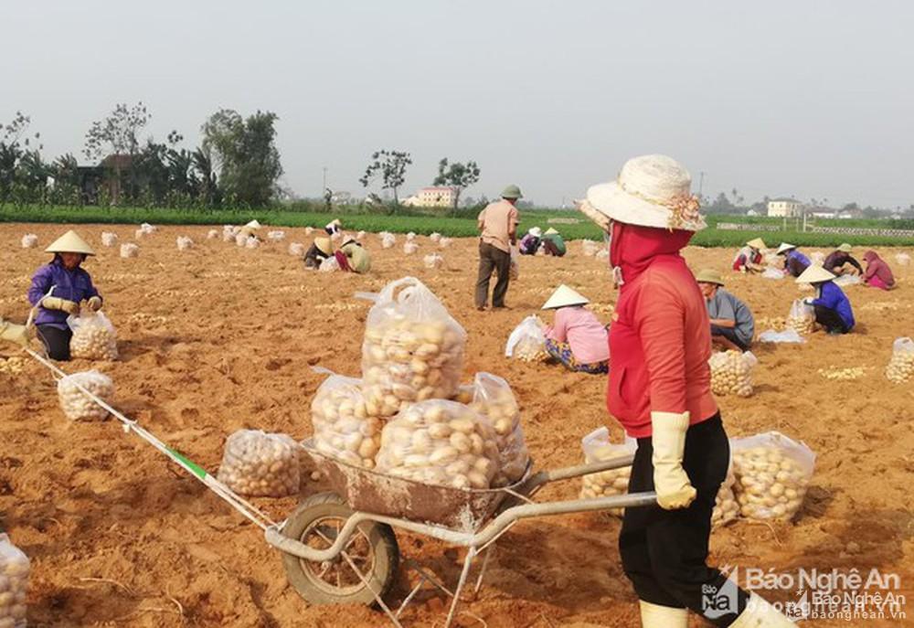 Hiệu quả mô hình trồng khoai tây vụ đông trên đất bãi ở Diễn Châu
