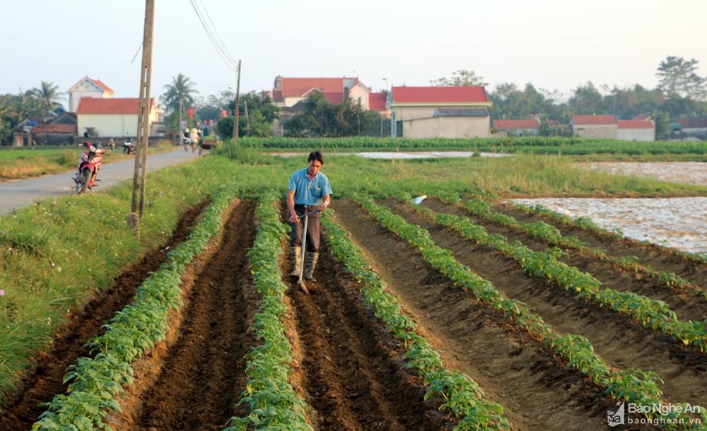 Hiệu quả mô hình trồng khoai tây vụ đông trên đất bãi ở Diễn Châu
