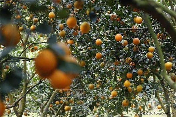 Hòa Bình hỗ trợ nông dân tiêu thụ hết sản phẩm cây ăn quả có múi hình ảnh 1 Hoa Binh ho tro nong dan tieu thu het san pham cay an qua co mui hinh anh 1