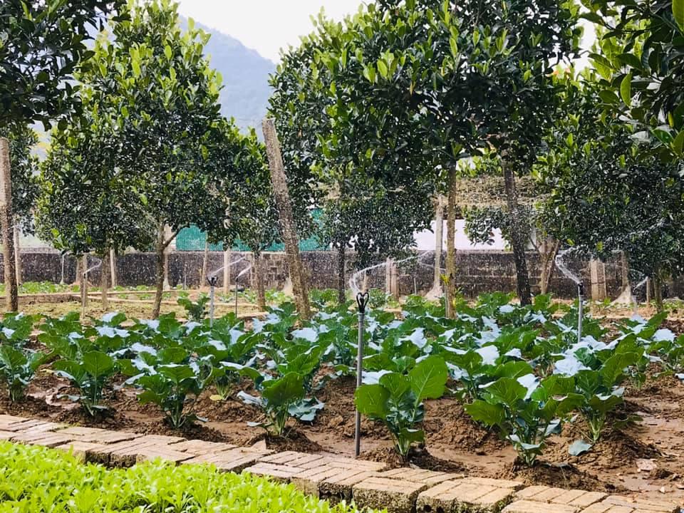 'Rủ nhau' làm vườn chuẩn xây dựng nông thôn mới ở Tân Kỳ
