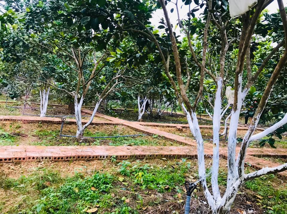 'Rủ nhau' làm vườn chuẩn xây dựng nông thôn mới ở Tân Kỳ