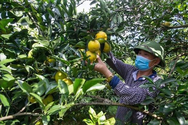 Hòa Bình hỗ trợ nông dân tiêu thụ hết sản phẩm cây ăn quả có múi hình ảnh 2 Hoa Binh ho tro nong dan tieu thu het san pham cay an qua co mui hinh anh 2