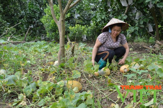 Nông thôn Tây Bắc: Làm giàu từ mô hình kinh tế tổng hợp ở Mường Ảng - Ảnh 2.