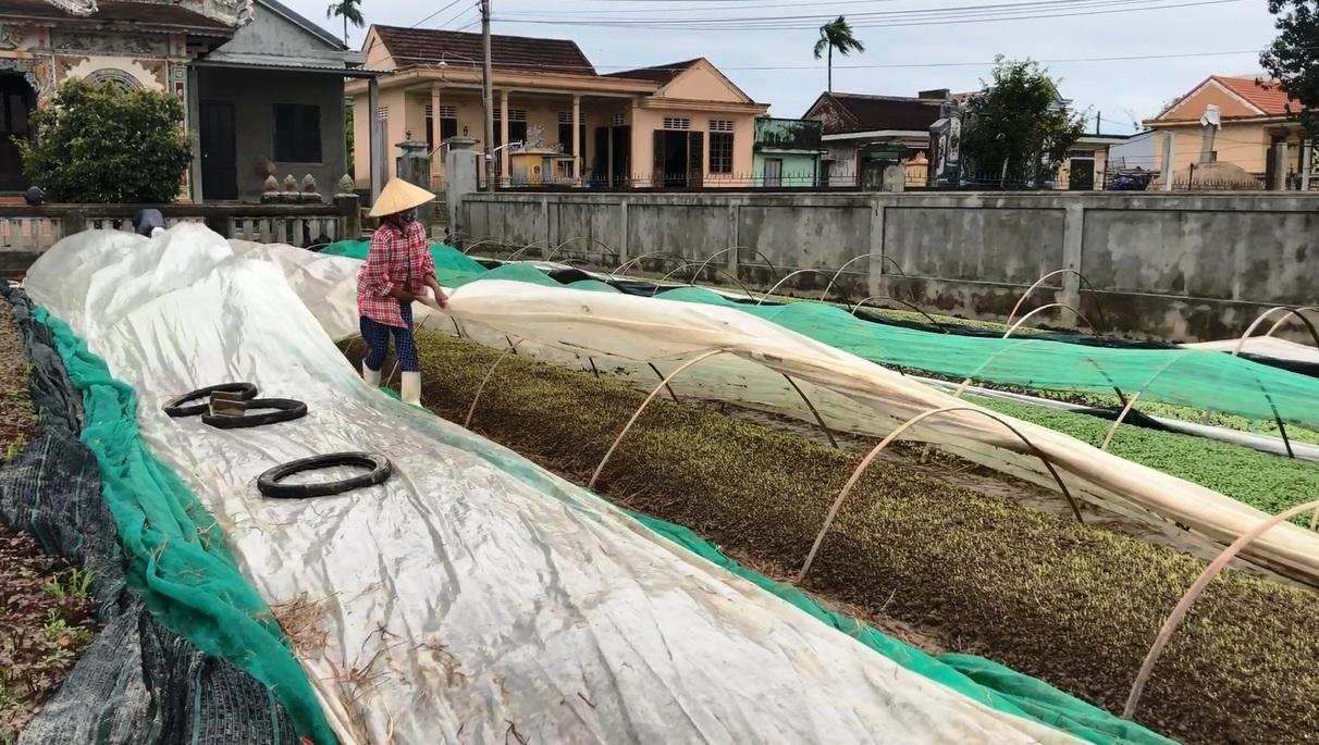 Quảng Điền: Hơn 220 ha rau màu bị thiệt hại
