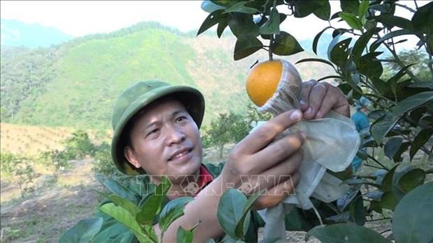 Yen Bai dau tu cac mo hinh san xuat nong san sach hinh anh 3