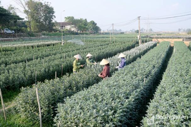Nông dân Nghệ An trồng hoa cúc Tết rải vụ đề phòng dịch phức tạp