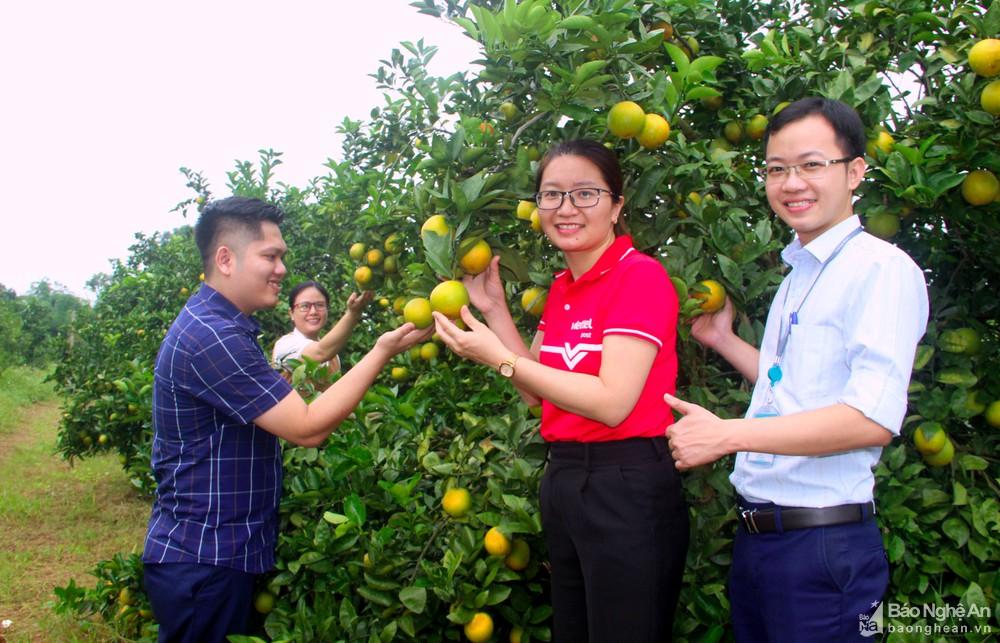 Mở cơ hội mới cho cam Vinh