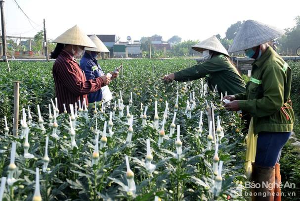 Nông dân Nghệ An trồng hoa cúc Tết rải vụ đề phòng dịch phức tạp