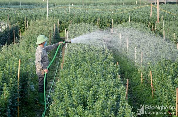 Nông dân Nghệ An trồng hoa cúc Tết rải vụ đề phòng dịch phức tạp