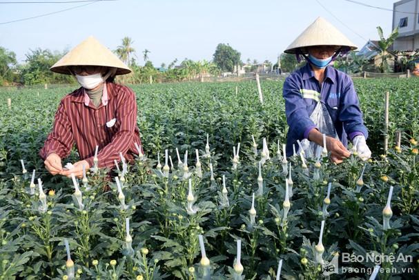 Nông dân Nghệ An trồng hoa cúc Tết rải vụ đề phòng dịch phức tạp
