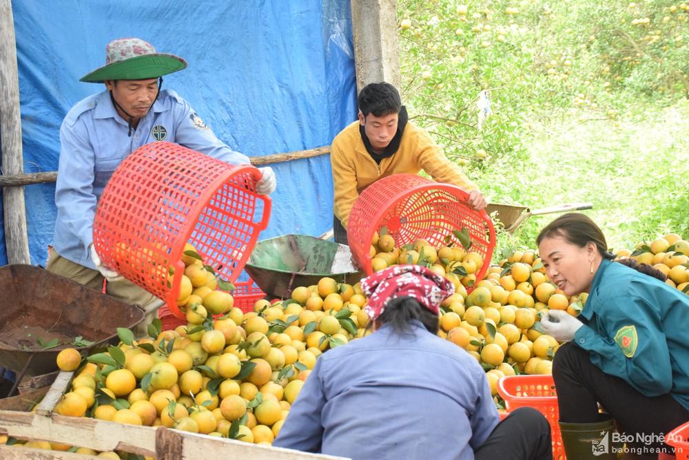 Mở cơ hội mới cho cam Vinh