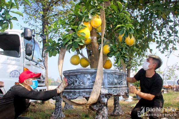 Nghệ An: Phí vận chuyển tăng cao kỷ lục, nhiều chủ vườn gặp khó vụ Tết