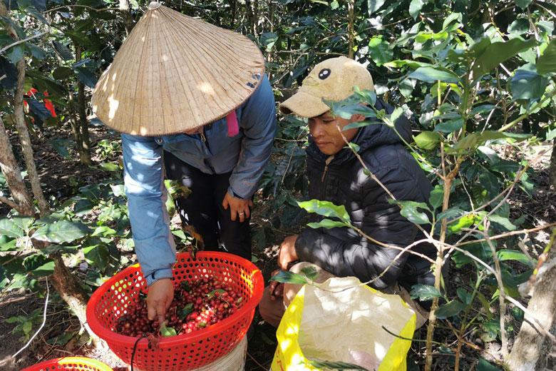 Thu hoạch cà phê trên đỉnh Mộng Đào Nguyên
