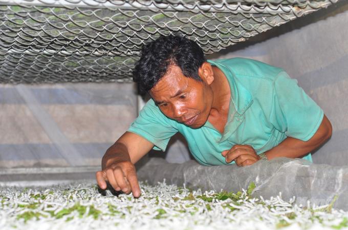 Nghề nuôi tằm gặp khó vì khan hiếm nguồn giống