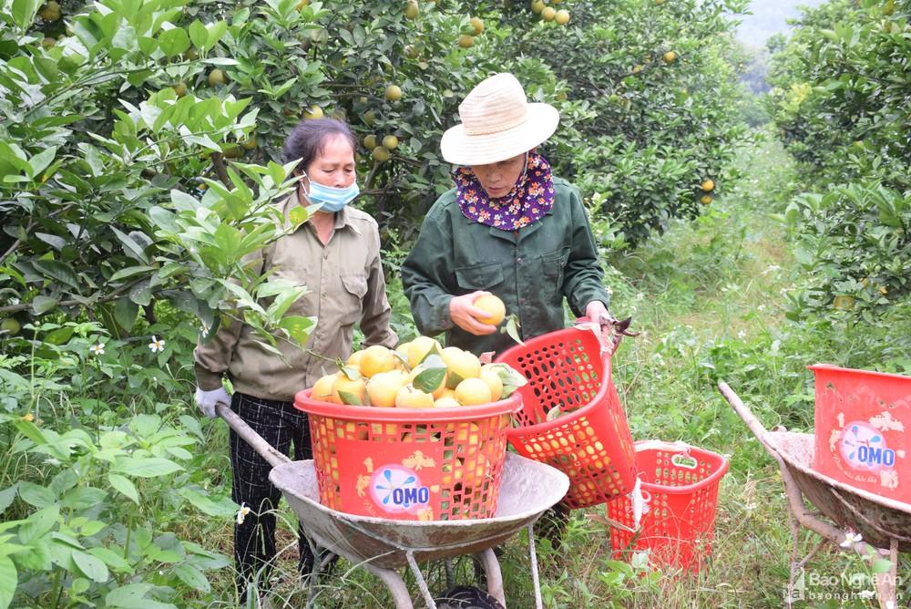 Nghệ An: Ưu tiên phát triển hợp tác xã kiểu mới trong lĩnh vực nông nghiệp