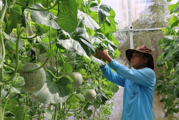 Nông dân Bạc Liêu chuyển đổi sản xuất gắn với ứng dụng công nghệ cao hình ảnh 3 Nong dan Bac Lieu chuyen doi san xuat gan voi ung dung cong nghe cao hinh anh 3