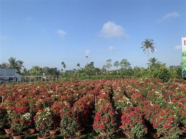 Sắc xuân nơi vương quốc hoa giấy Phú Sơn hình ảnh 2 Sac xuan noi vuong quoc hoa giay Phu Son hinh anh 2