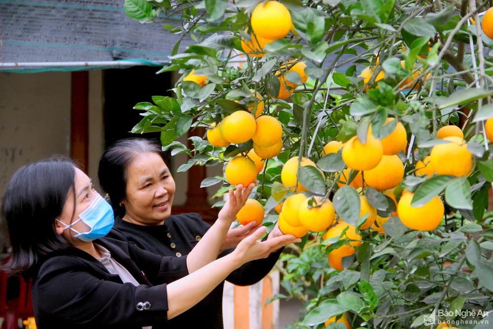 Đã mắt với vườn cam 'tiến vua' giá trên 70.000 đồng/quả ở Nghệ An