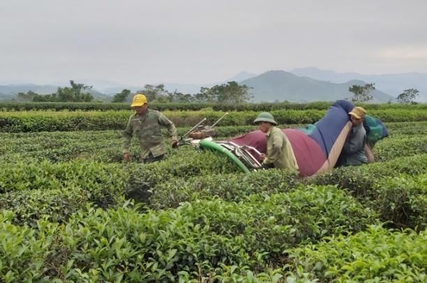 Khuyến nông Nghệ An đã luôn đồng hành, giúp thay da đổi thịt cho các huyện miền núi khó khăn. Ảnh: NNVN.