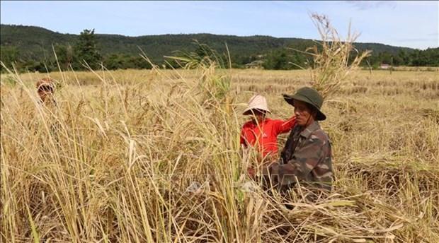 Gia Lai: Khang dinh thuong hieu gao Ba Cham cua nguoi Bahnar hinh anh 4