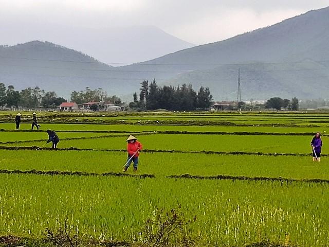 Nông dân xuống đồng chọn ngày 'lấy may'