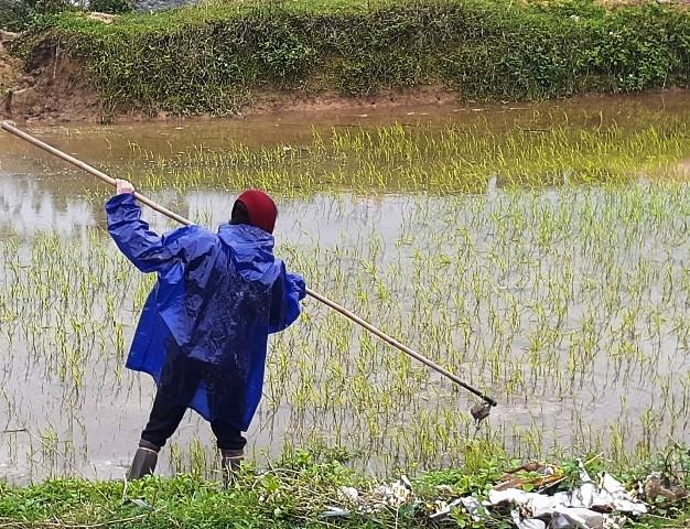 Nông dân xuống đồng chọn ngày 'lấy may'