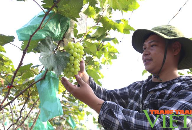 Anh nông dân thu gần nửa tỷ sau một năm nhờ trồng giống cây nho lạ hoắc - Ảnh 1.