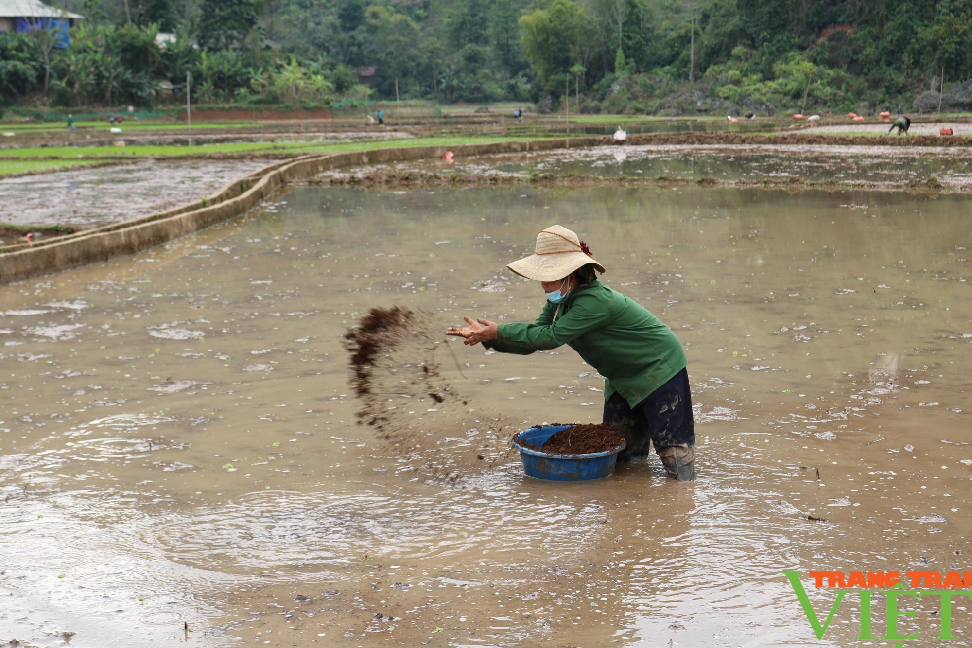 Nông thôn Tây Bắc: Nông dân Chiềng Khoang xuống đồng gieo cấy lúa xuân - Ảnh 4.