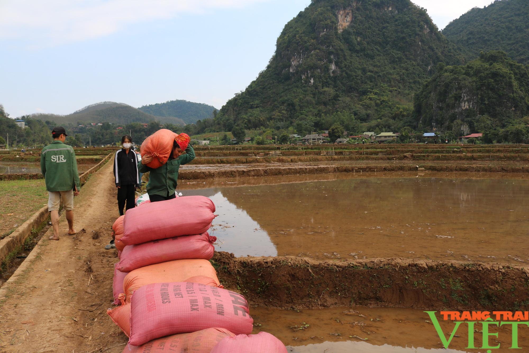 Nông thôn Tây Bắc: Nông dân Chiềng Khoang xuống ruộng cấy lúa - Ảnh 2.