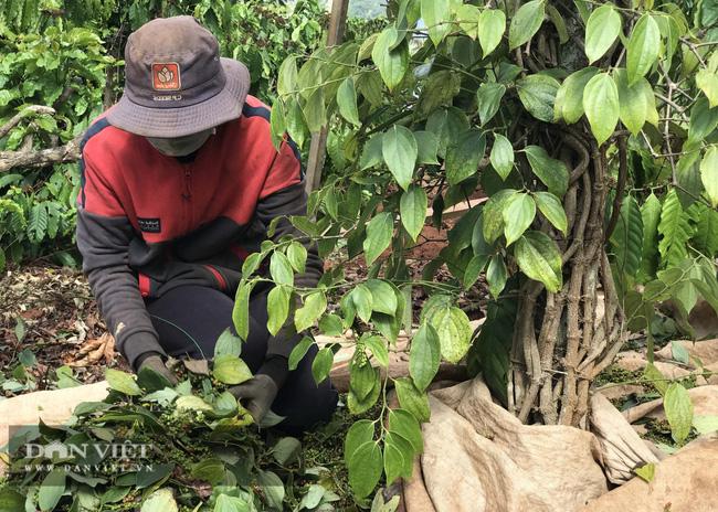 Giá tiêu tăng cao, nông dân Tây Nguyên rộn ràng thu hoạch, nhiều nhà lãi hàng trăm triệu đồng - Ảnh 1.