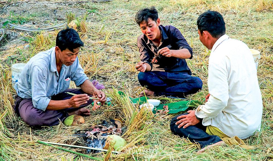 Nghề lạ: Giậm cù bắt chuột, nhậu ngay tại ruộng - Ảnh 1.