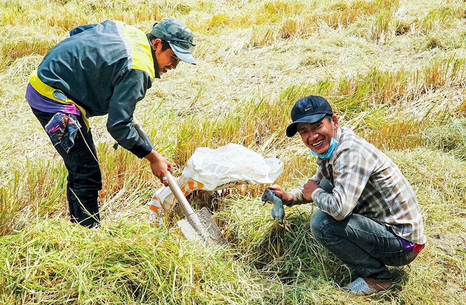 Nghề lạ: Giậm cù bắt chuột, nhậu ngay tại ruộng - Ảnh 2.