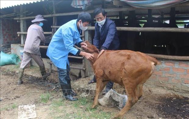 Binh Dinh khan truong ngan chan dich benh viem da noi cuc tren trau, bo hinh anh 1