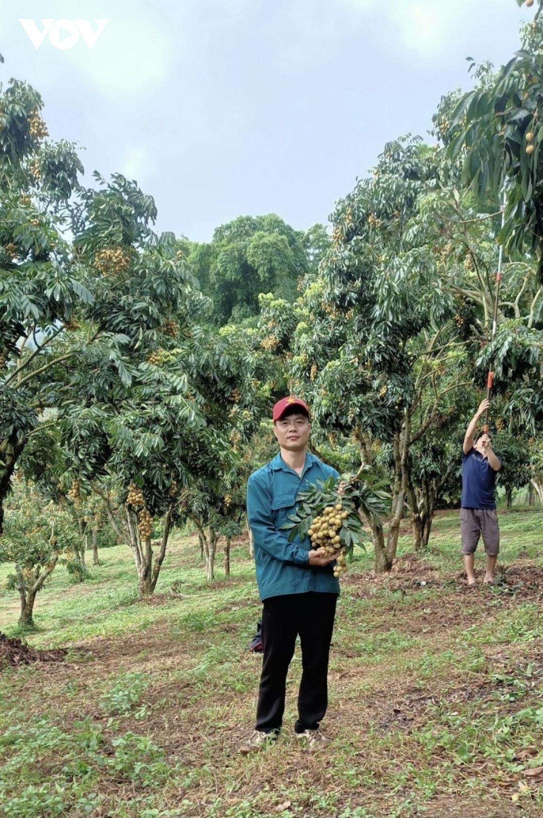 Nhiều năm nay, nhãn đã trở thành cây xóa đói, giảm nghèo với nhiều hộ dân ở Sông Mã