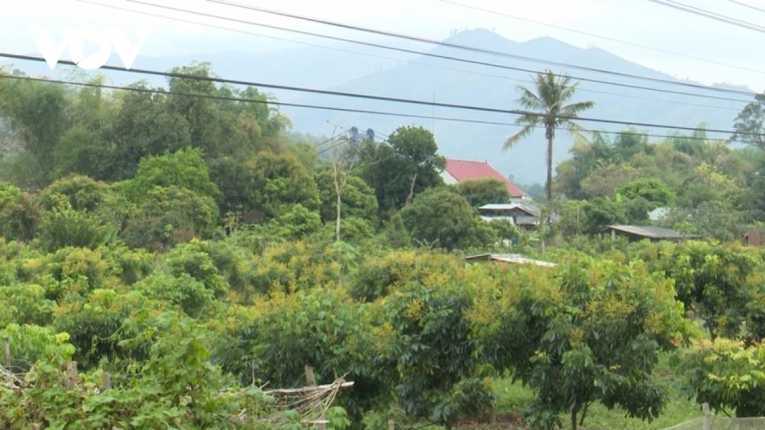 Vào tháng 7, tháng 8, nhãn Sông Mã sẽ bước vào thu hoạch. Hoa nhãn nở rộ thời điểm này đang mang đến niềm hy vọng cho người nông dân nơi đây về một mùa bội thu..../.