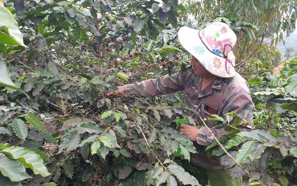 Nông thôn Tây Bắc: Tuần Giáo, cà phê được mùa, được giá.