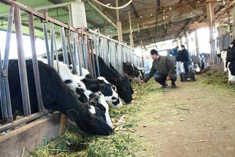 Người chăn nuôi bò sữa tại huyện Đơn Dương đã thay đổi dinh dưỡng qua khẩu phần ăn giúp bò sữa tăng sức đề kháng, hạn chế thấp nhất dịch bệnh xâm nhập.