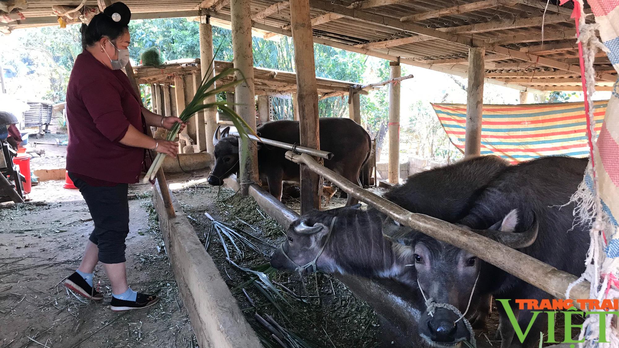 Nông thôn Tây Bắc: Phát triển chăn nuôi ở xã vùng cao - Ảnh 5.